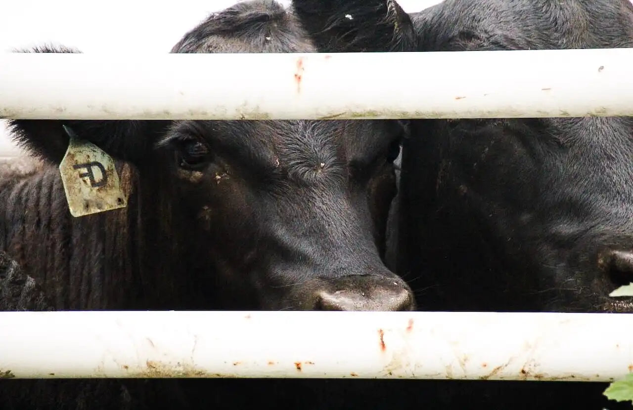 Close-up of a black Angus cow with a Drummond Ranch ear tag, looking through white metal fence rails, symbolizing traceable, pasture-raised beef.