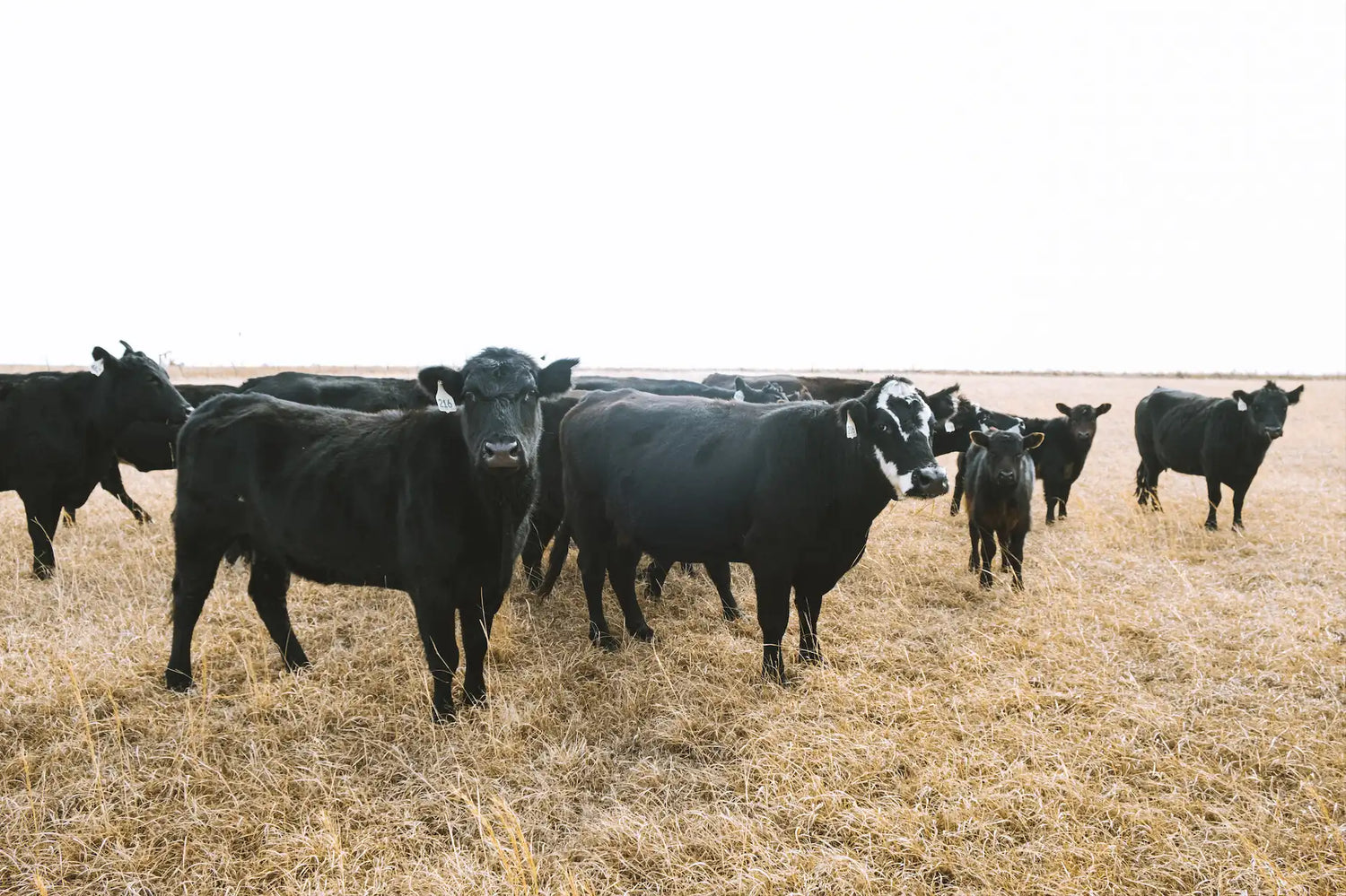A herd of black Angus cattle standing in a pasture under a bright sky, representing the source of Drummond Ranch’s premium beef.