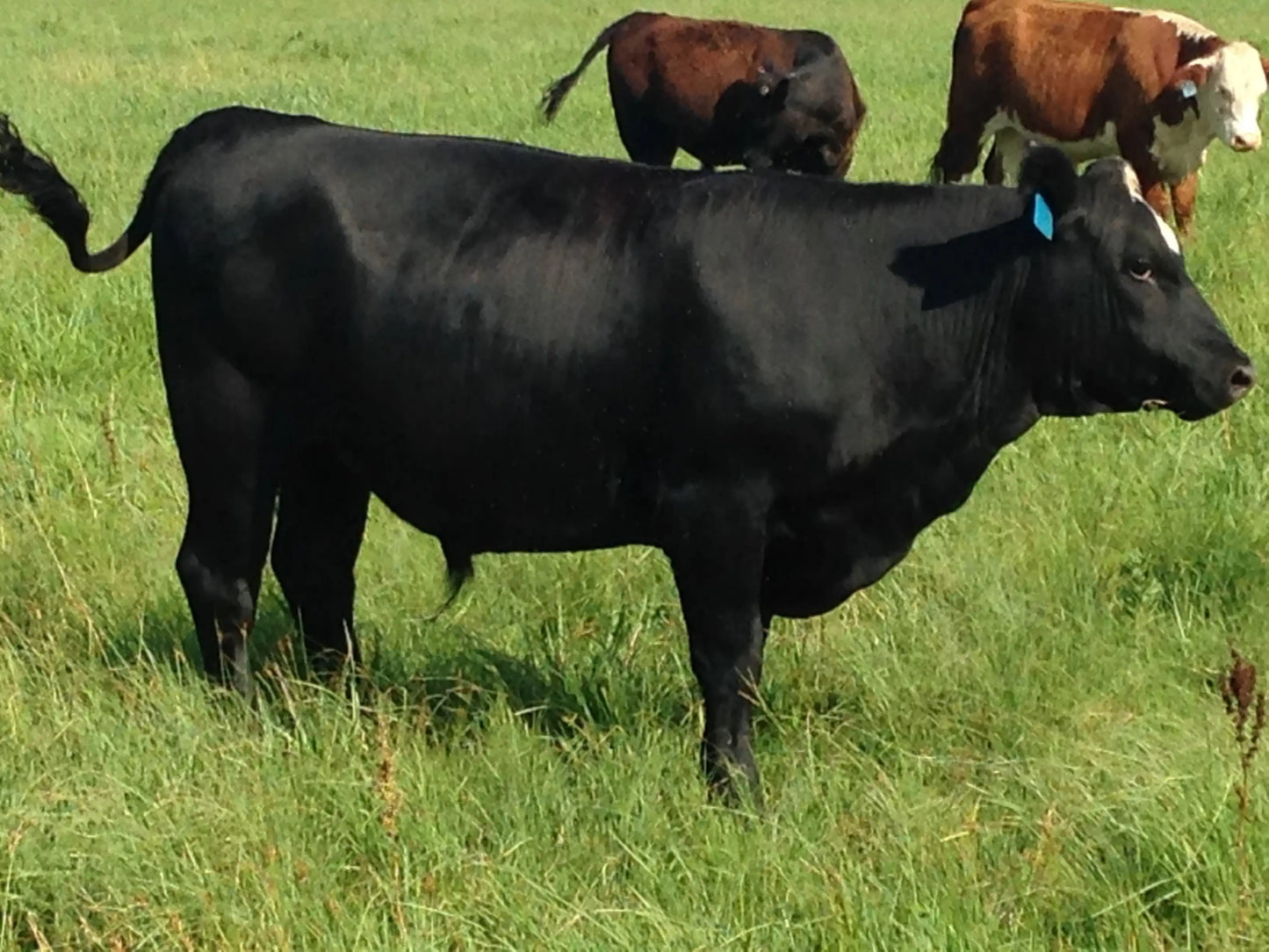 A healthy black Angus steer standing in lush green pasture alongside other cattle, representing Drummond Ranch’s grass-fed beef cattle.